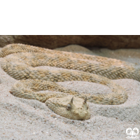 گونه مار افعی شاخدار عربی Desert Horned Viper